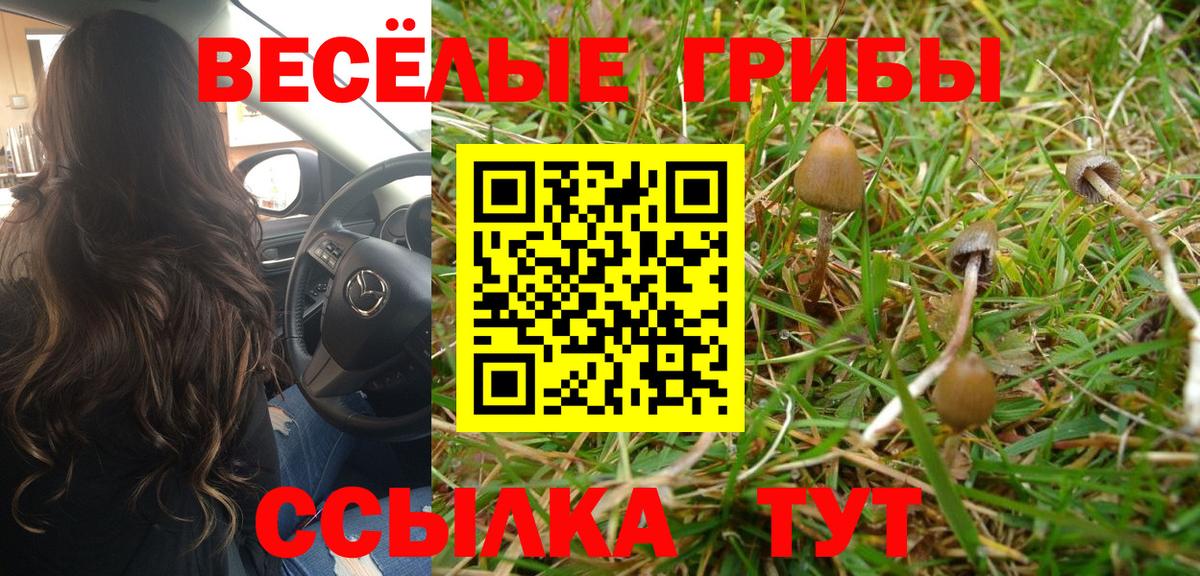 Псилоцибиновые грибы Psilocybe Бугуруслан